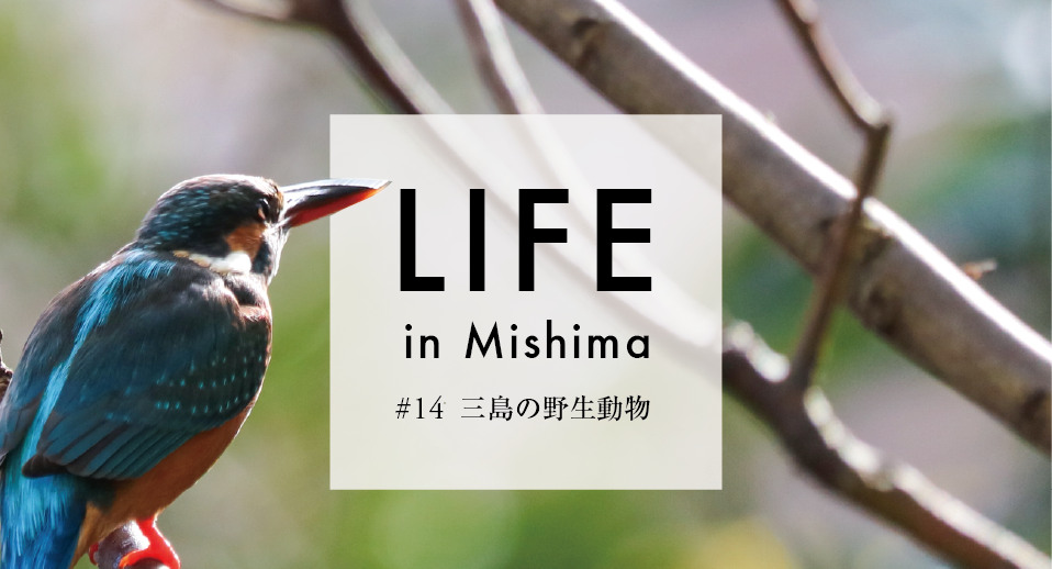LIFE in Mishima #14 三島の野生動物