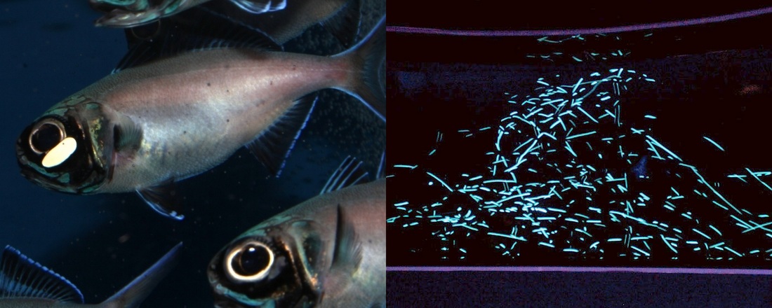 ※ヒカリキンメダイ｜目の下に発光器を持つ深海魚。群れで泳ぐ様は天の川のよう。（右） 